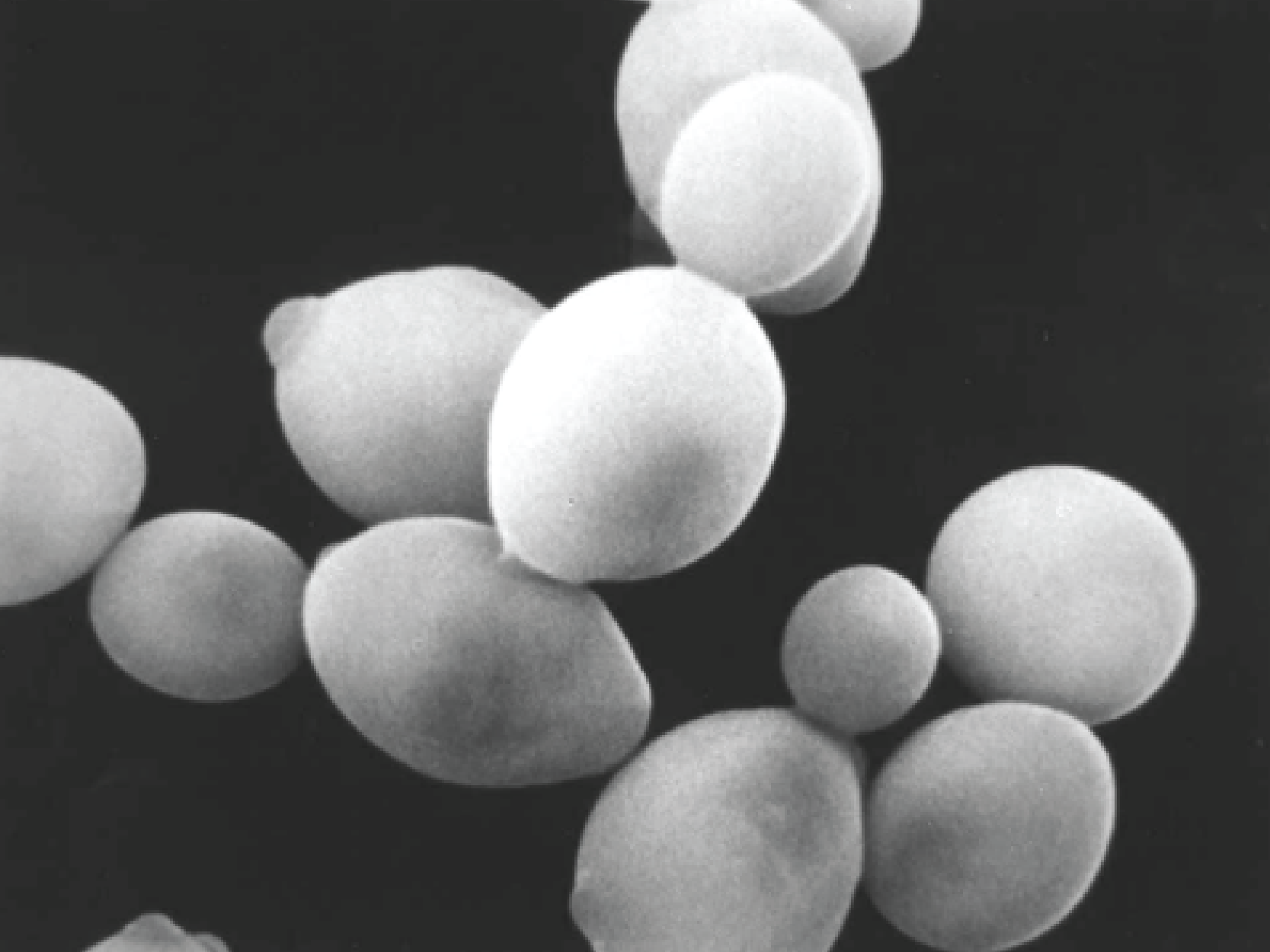 YEAST Liquid B