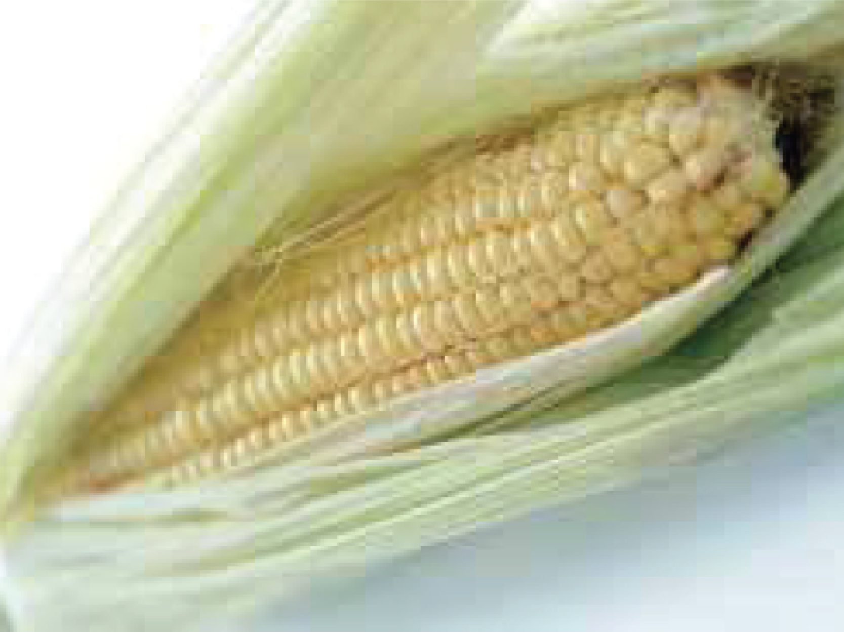Phytokeluster ZP