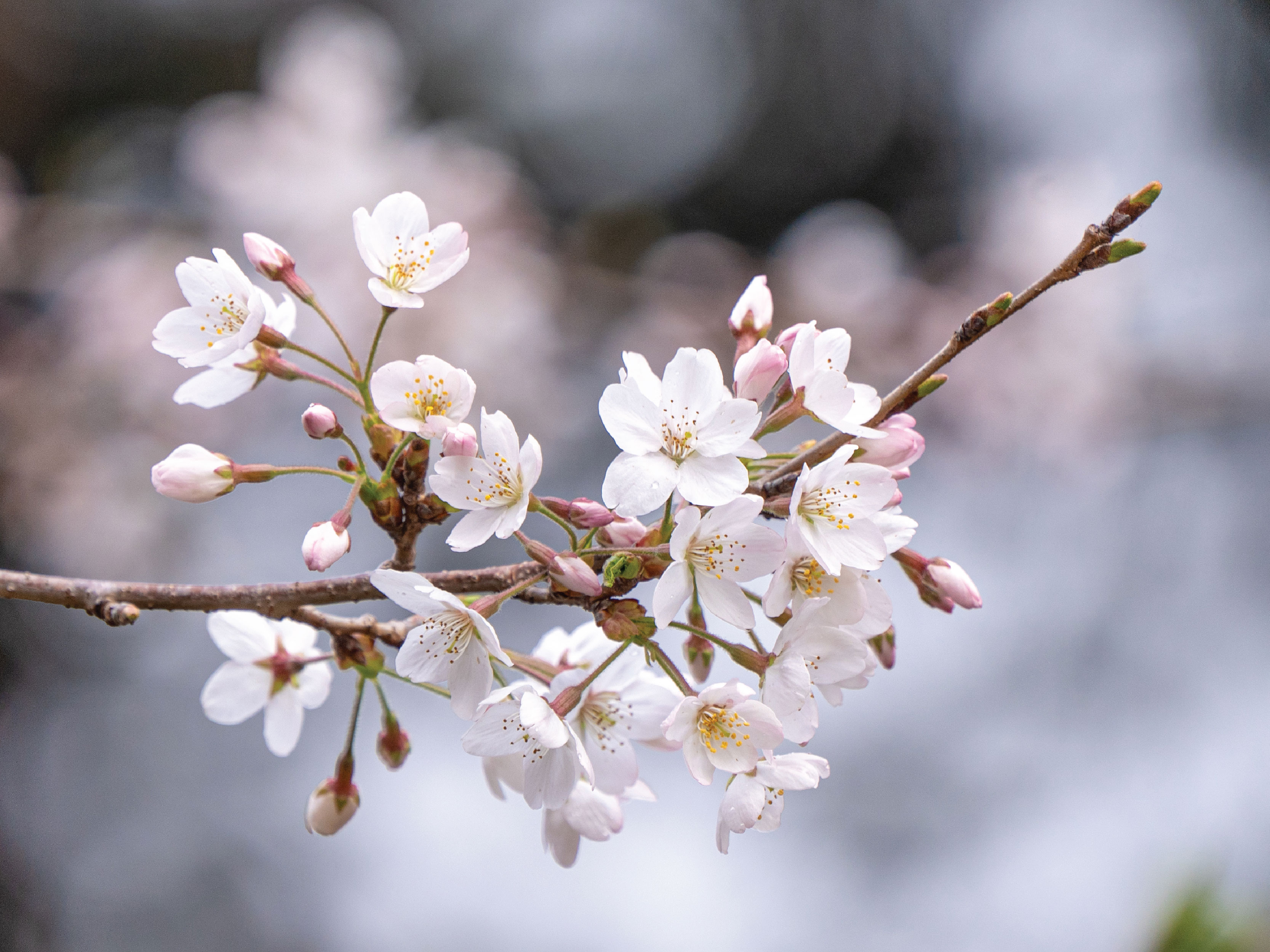 SAKURA Extract B